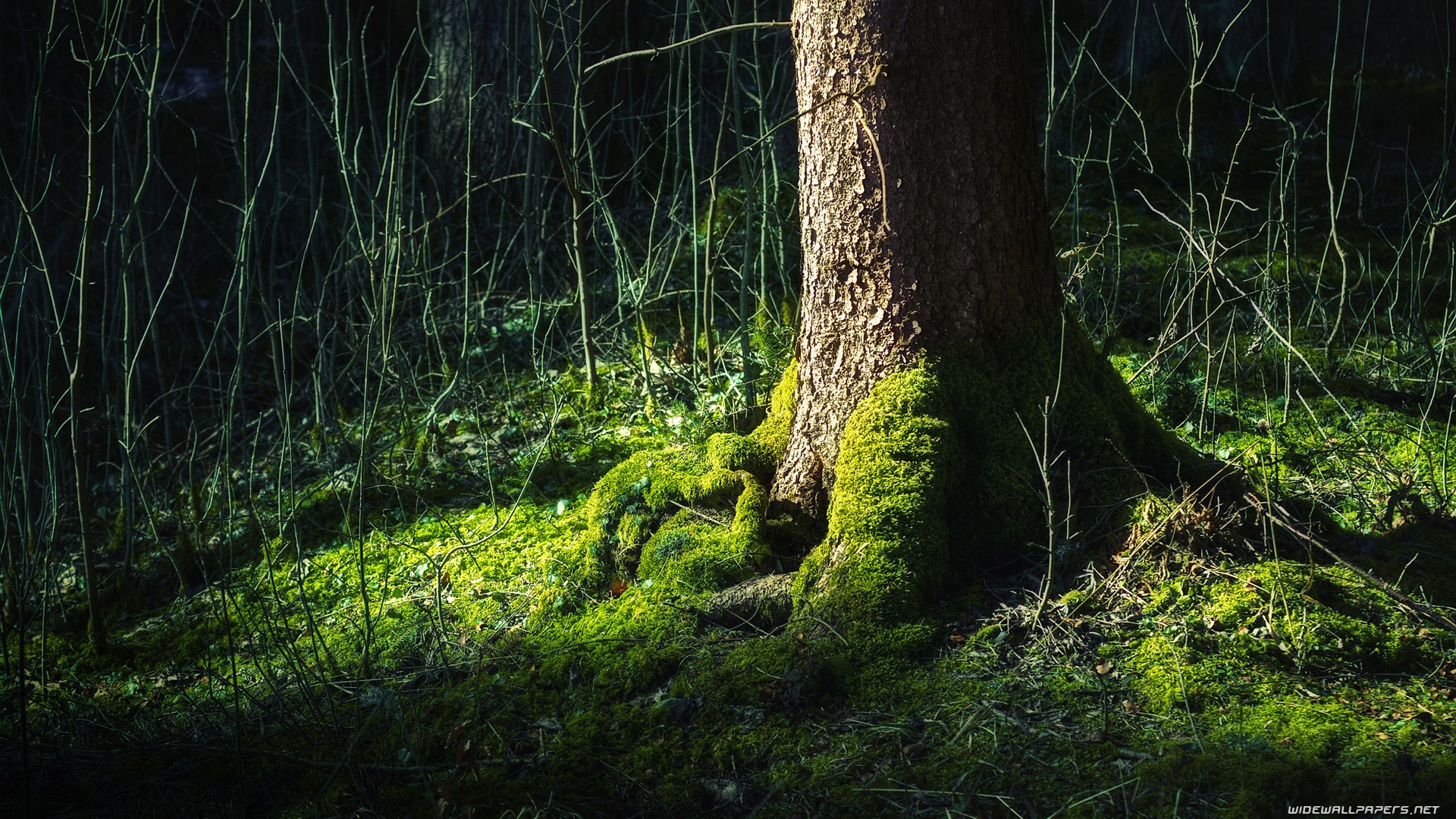 trees, Forest Wallpaper