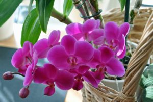 orchids, In, A, Basket