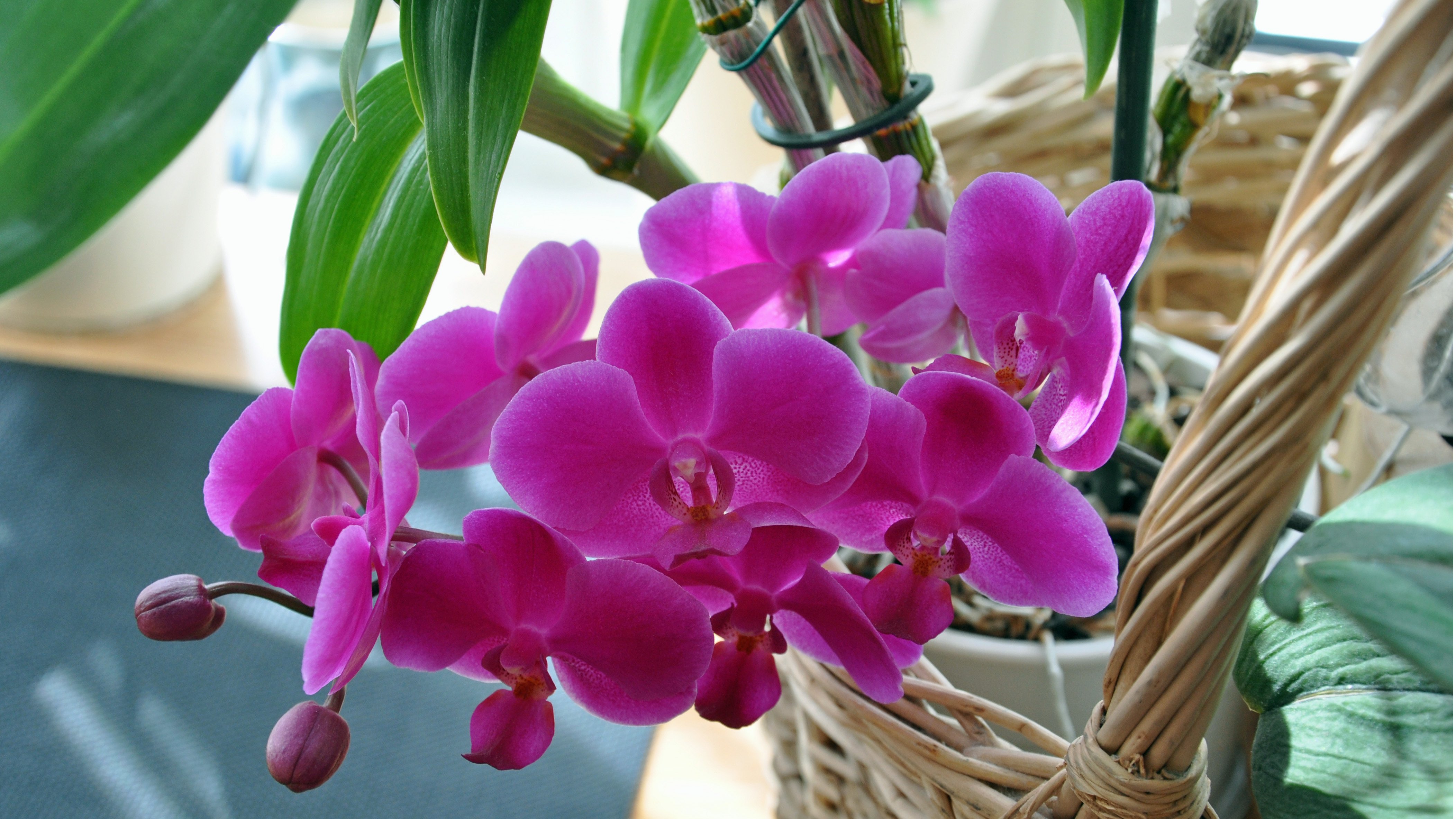 orchids, In, A, Basket Wallpaper