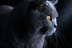 black, Cat