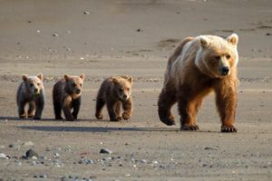 family, Walk, She bear, From, Young, In, Road