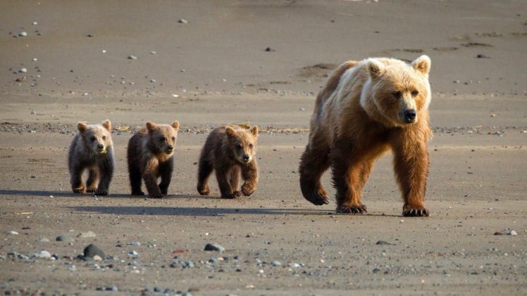 family, Walk, She bear, From, Young, In, Road HD Wallpaper Desktop Background