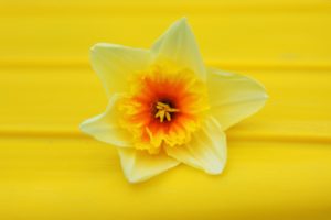 flowers, Daffodils, Yellow, Flowers