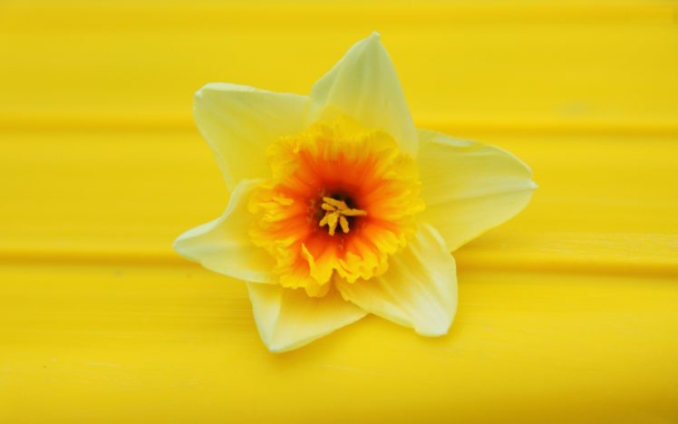 flowers, Daffodils, Yellow, Flowers HD Wallpaper Desktop Background