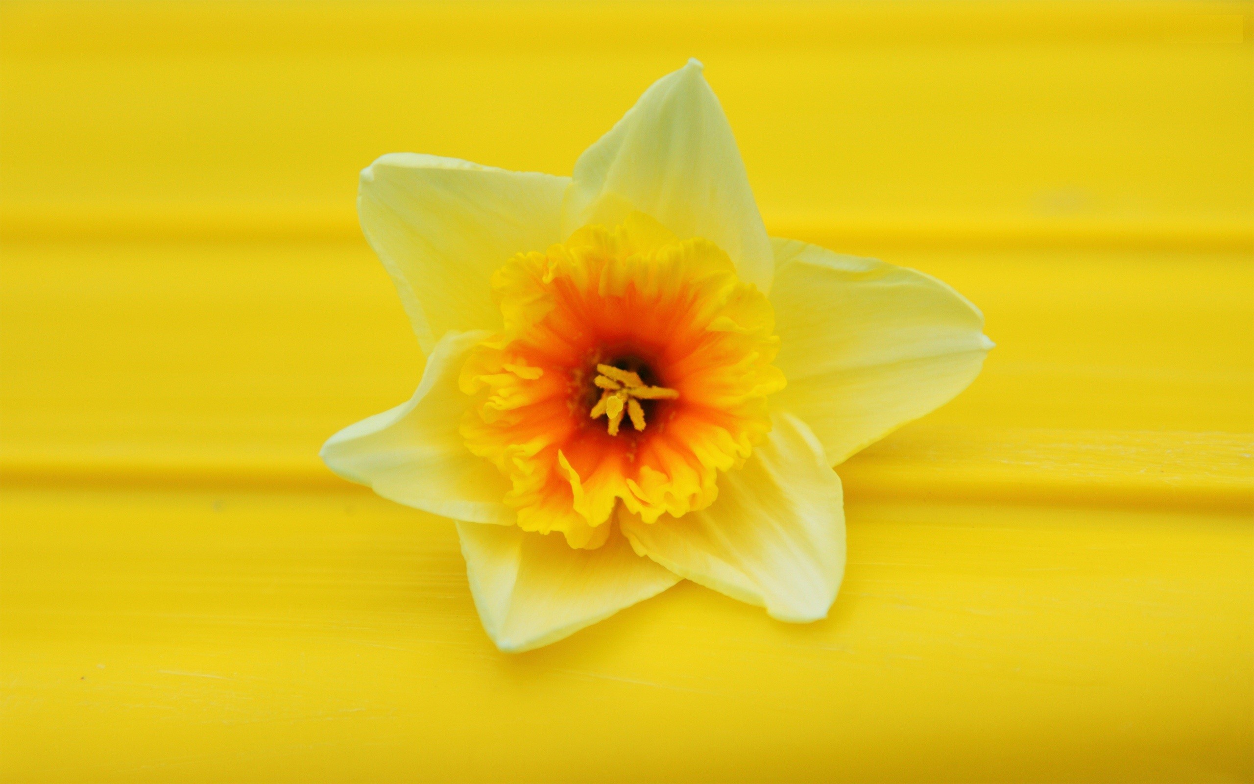 flowers, Daffodils, Yellow, Flowers Wallpaper