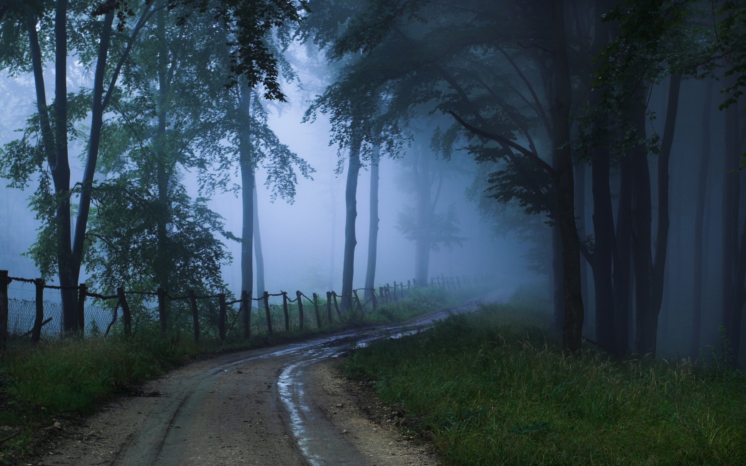 fog Wallpaper