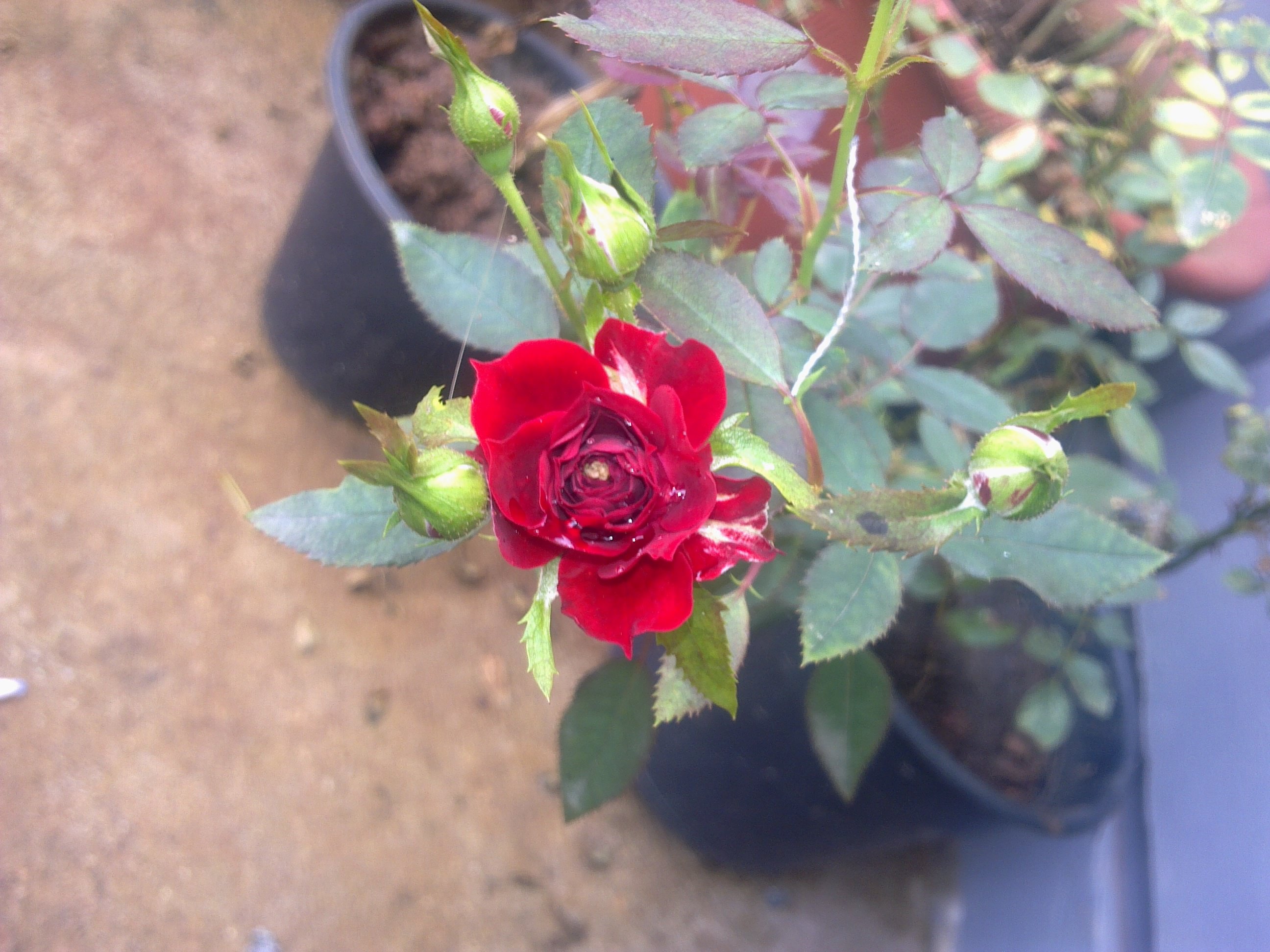 red, Rose, With, Water, Droplets Wallpaper
