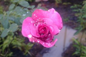 amazing, Pink, Rose
