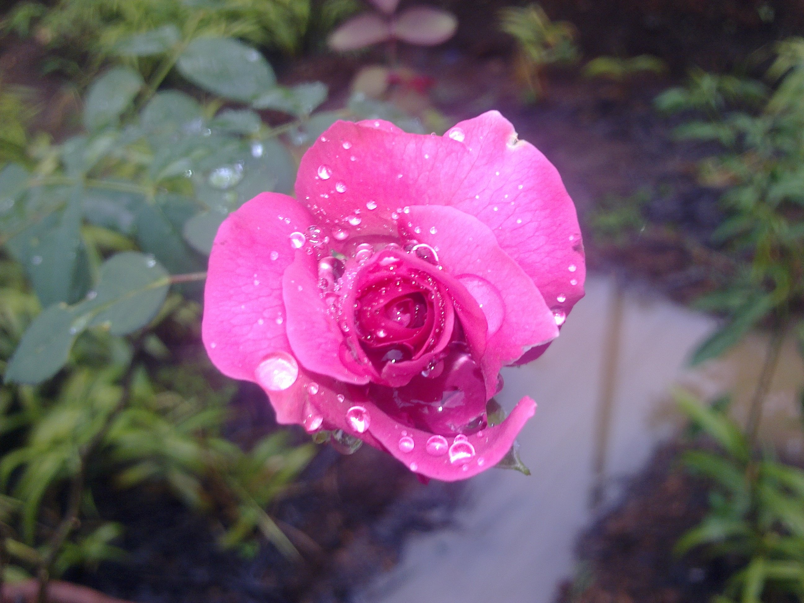 amazing, Pink, Rose Wallpaper