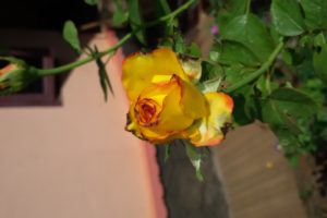 yellow, Rose