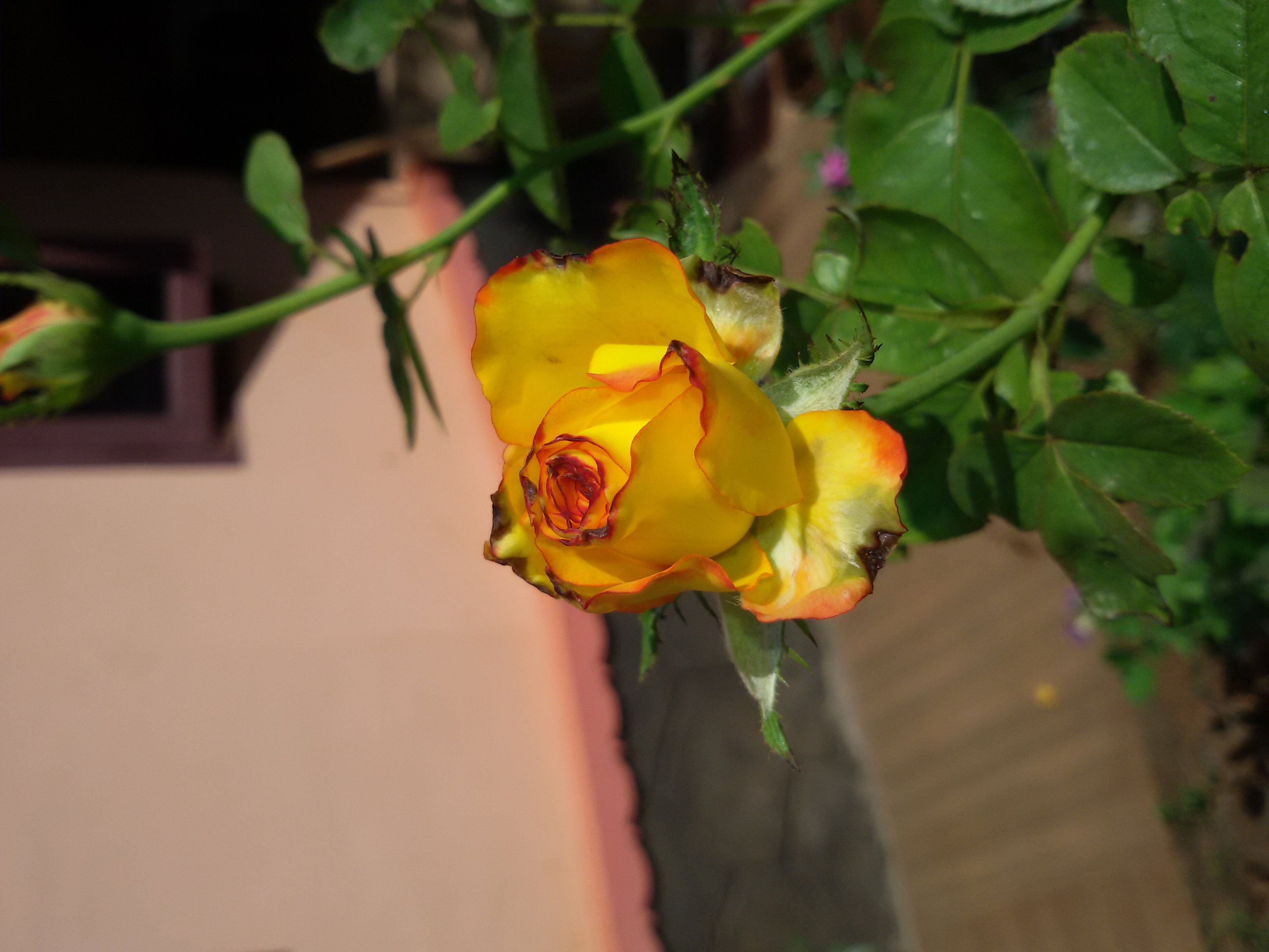 yellow, Rose Wallpaper