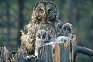 great, Gray, Owl, With, Owlets