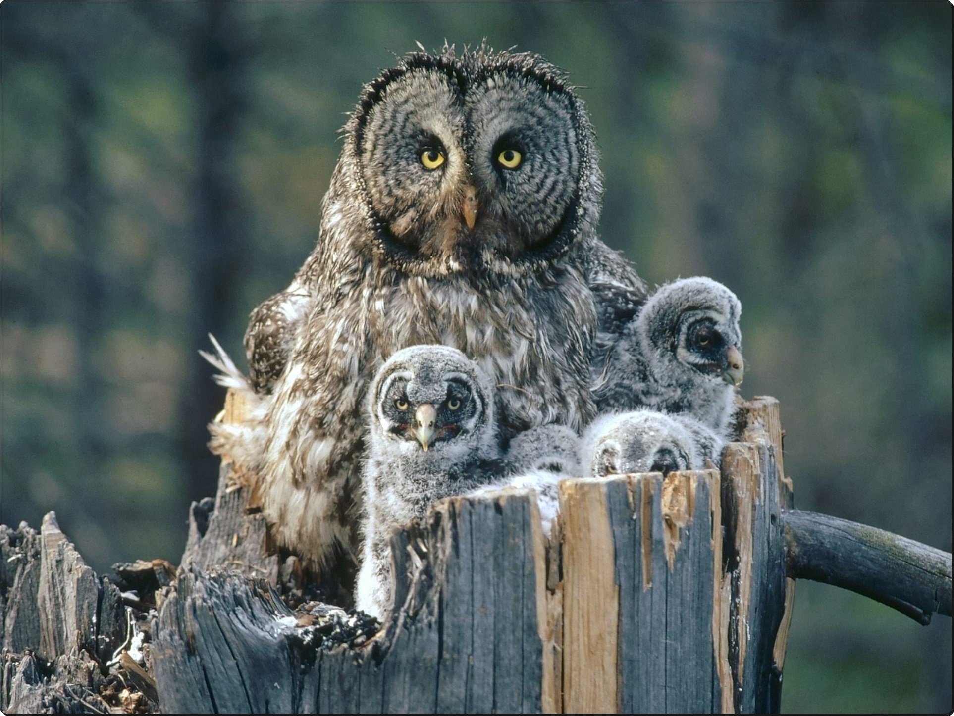 great, Gray, Owl, With, Owlets Wallpaper