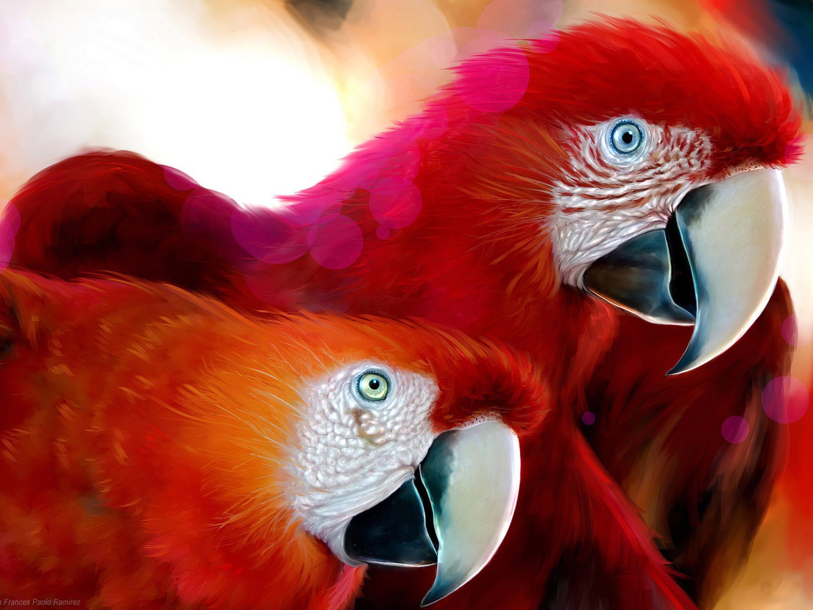 african, Parrots Wallpaper