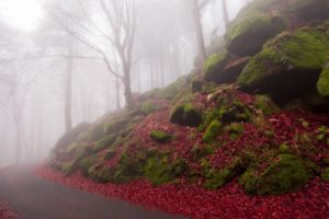 fog, Hillside, Road