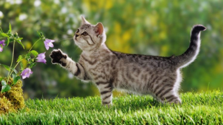 animals cats flower, Cute, Grass HD Wallpaper Desktop Background
