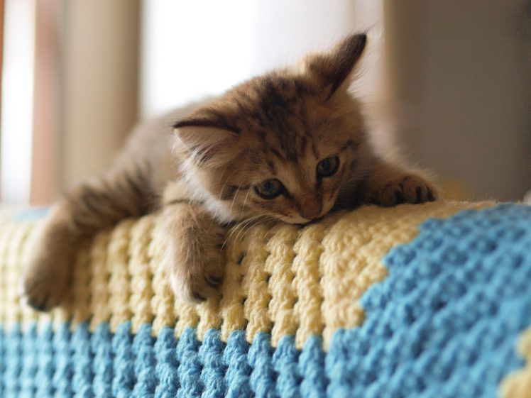 beautiful cat adorable sweet animal, Cute HD Wallpaper Desktop Background