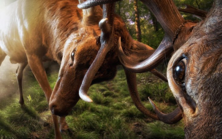 the fight hornes deer eyes, Animal HD Wallpaper Desktop Background