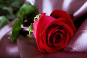 flower,  , Life,  , Love,  , Emotions,  , Red,  , Rose,  , Romance