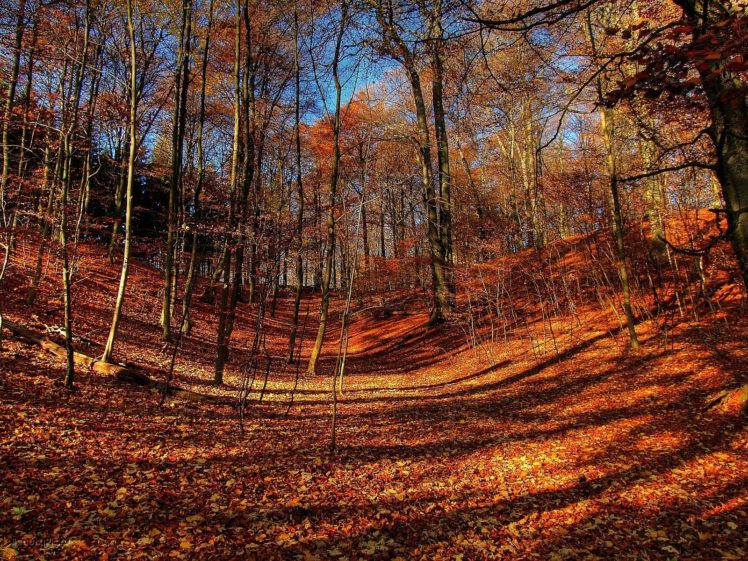 trees, Autumn,  season , Forest, Leaves HD Wallpaper Desktop Background