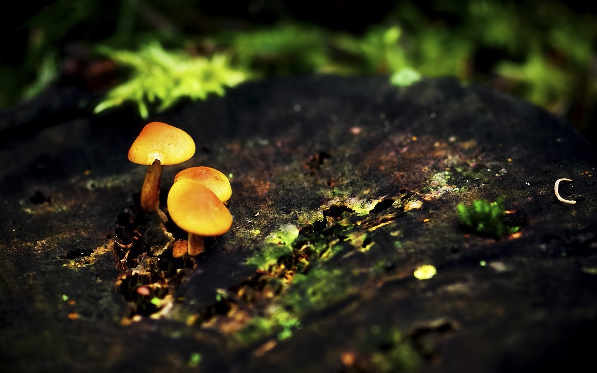 mushrooms Wallpaper