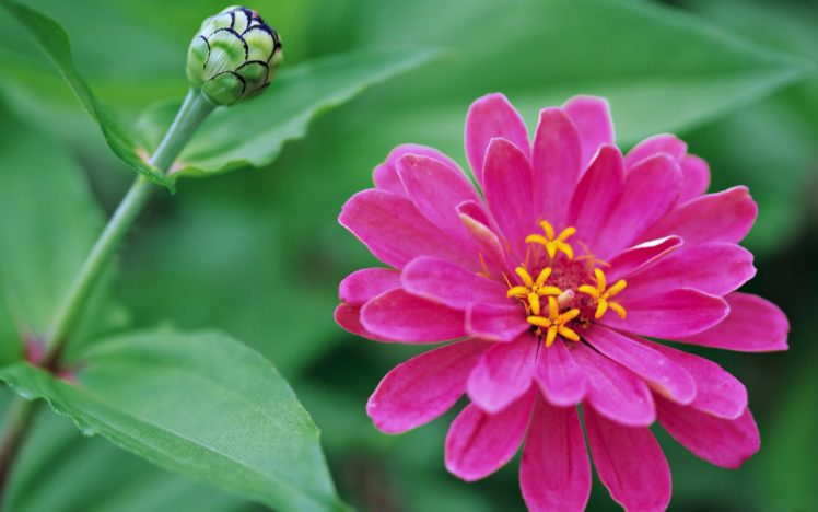 flowers, Rose, Spring, Nature, Love, Life HD Wallpaper Desktop Background