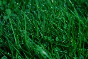 green, Grass, Plants, Water, Droplets
