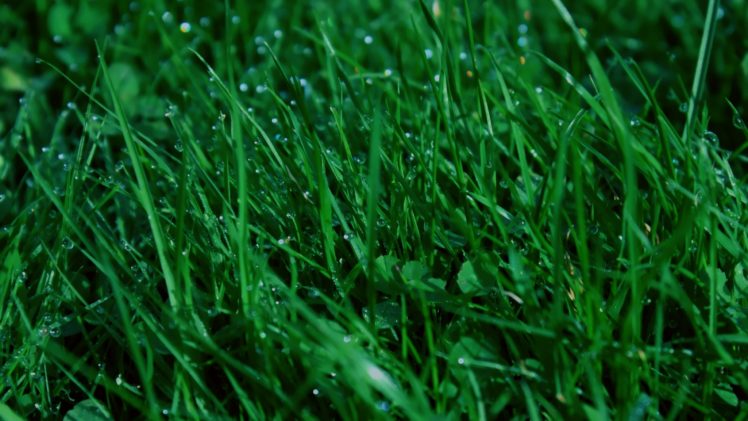 green, Grass, Plants, Water, Droplets HD Wallpaper Desktop Background