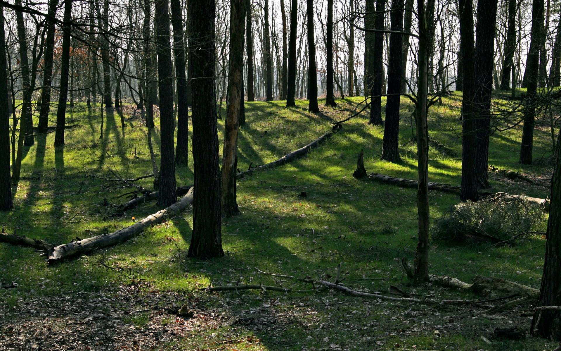 nature, Trees, Forest Wallpaper