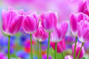 tulips,  , Flowers,  , Garden,  , Landscape,  , Love,  , Nature,  , Romantic,  , Roses,  , Spring