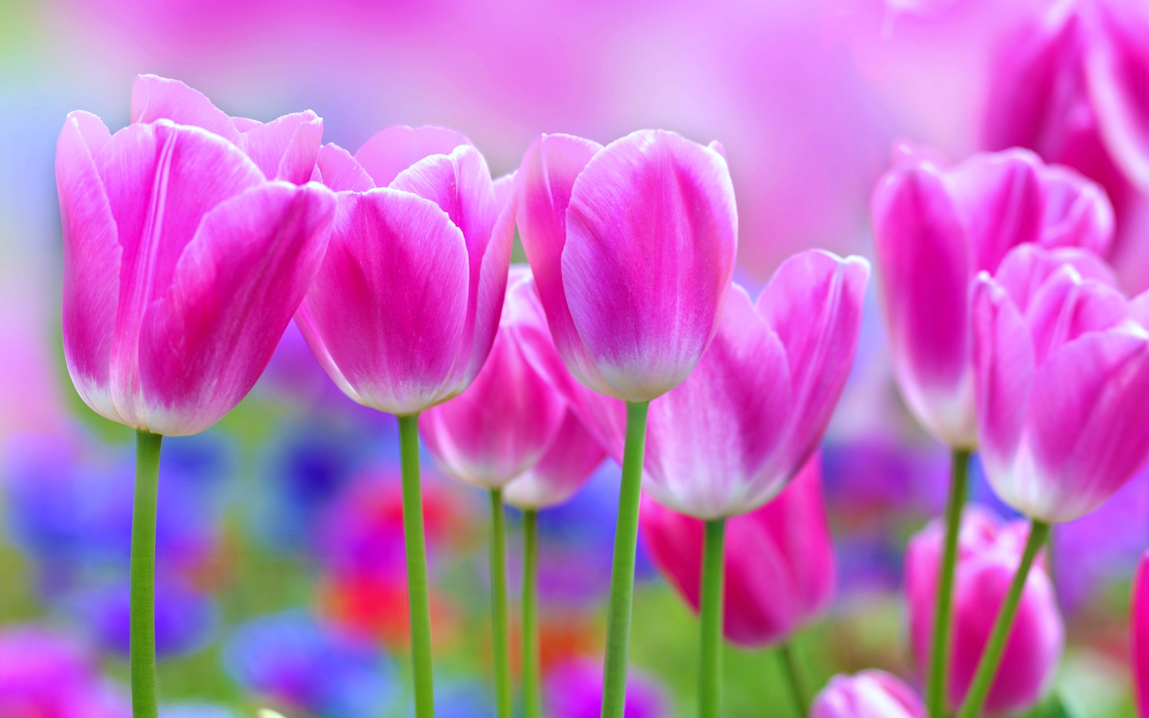 tulips, , Flowers, , Garden, , Landscape, , Love, , Nature, , Romantic ...