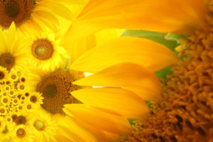 flowers, Sunflowers, Yellow, Flowers