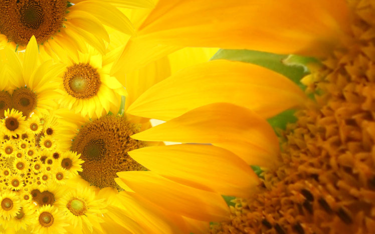 flowers, Sunflowers, Yellow, Flowers HD Wallpaper Desktop Background
