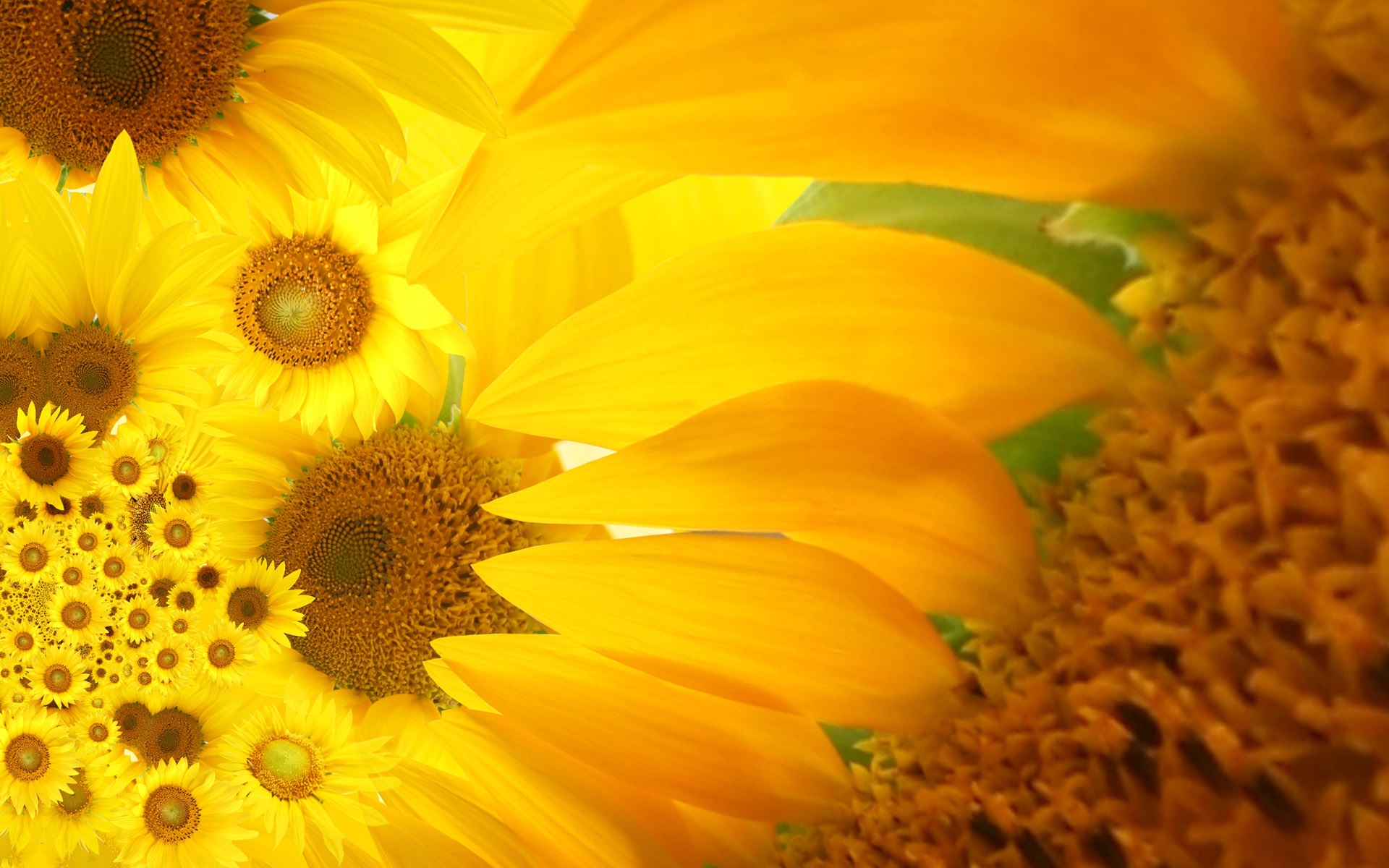 flowers, Sunflowers, Yellow, Flowers Wallpaper