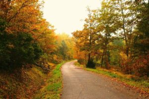 trees, Autumn,  season , Leaves, Roads, Fallen, Leaves