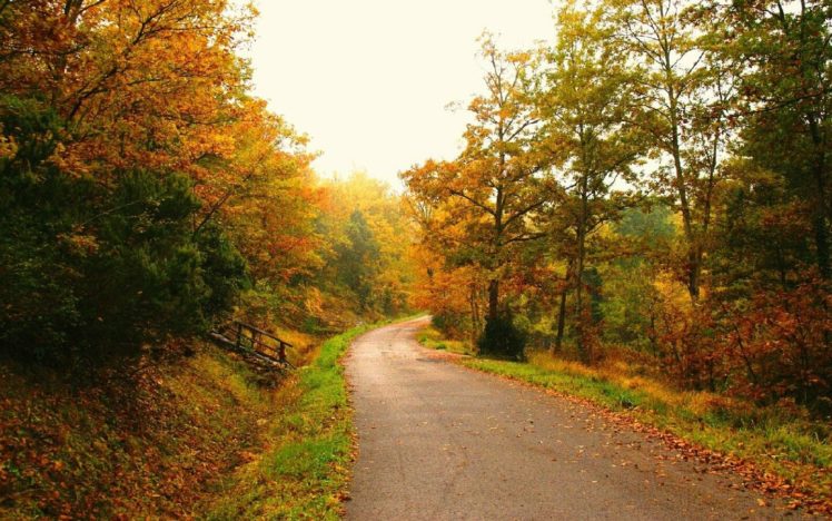 trees, Autumn,  season , Leaves, Roads, Fallen, Leaves HD Wallpaper Desktop Background