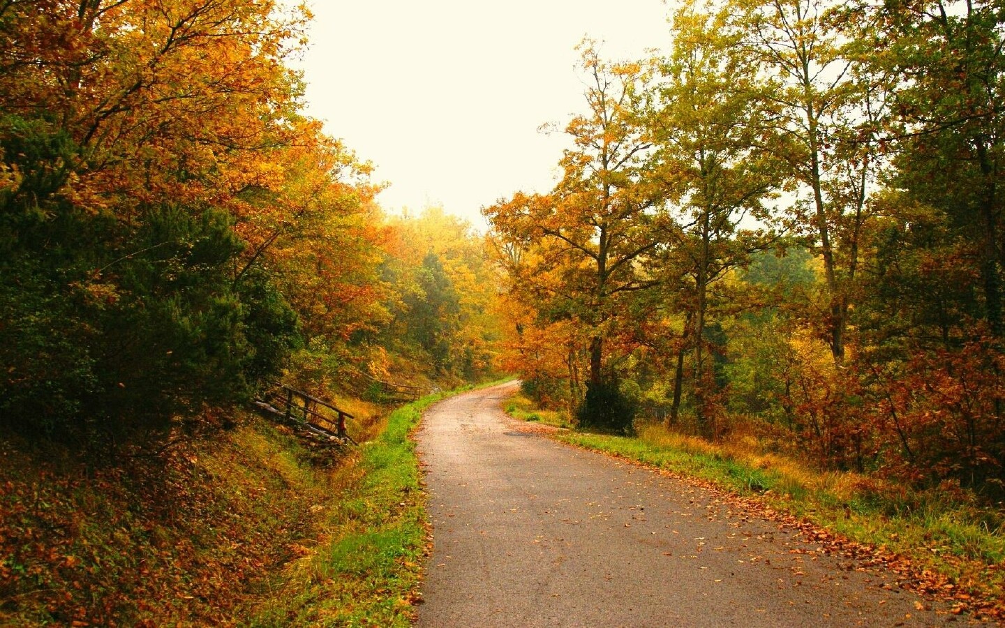 trees, Autumn,  season , Leaves, Roads, Fallen, Leaves Wallpaper
