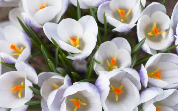 flowers, Crocus, White, Flowers HD Wallpaper Desktop Background