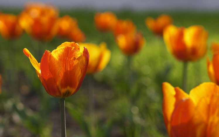 tulips, Field HD Wallpaper Desktop Background