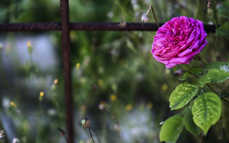 rose, Flowers, Nature, Spring, Love, Romance, You HD Wallpaper Desktop Background
