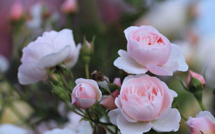 rose, Flowers, Wild, Spring, Landscape, Love, Romance, Life, Beauty HD Wallpaper Desktop Background