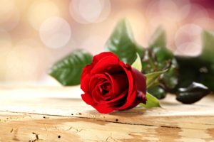 rose, Flowers, Romance, Love, For, Red, Spring, Emotions, Life