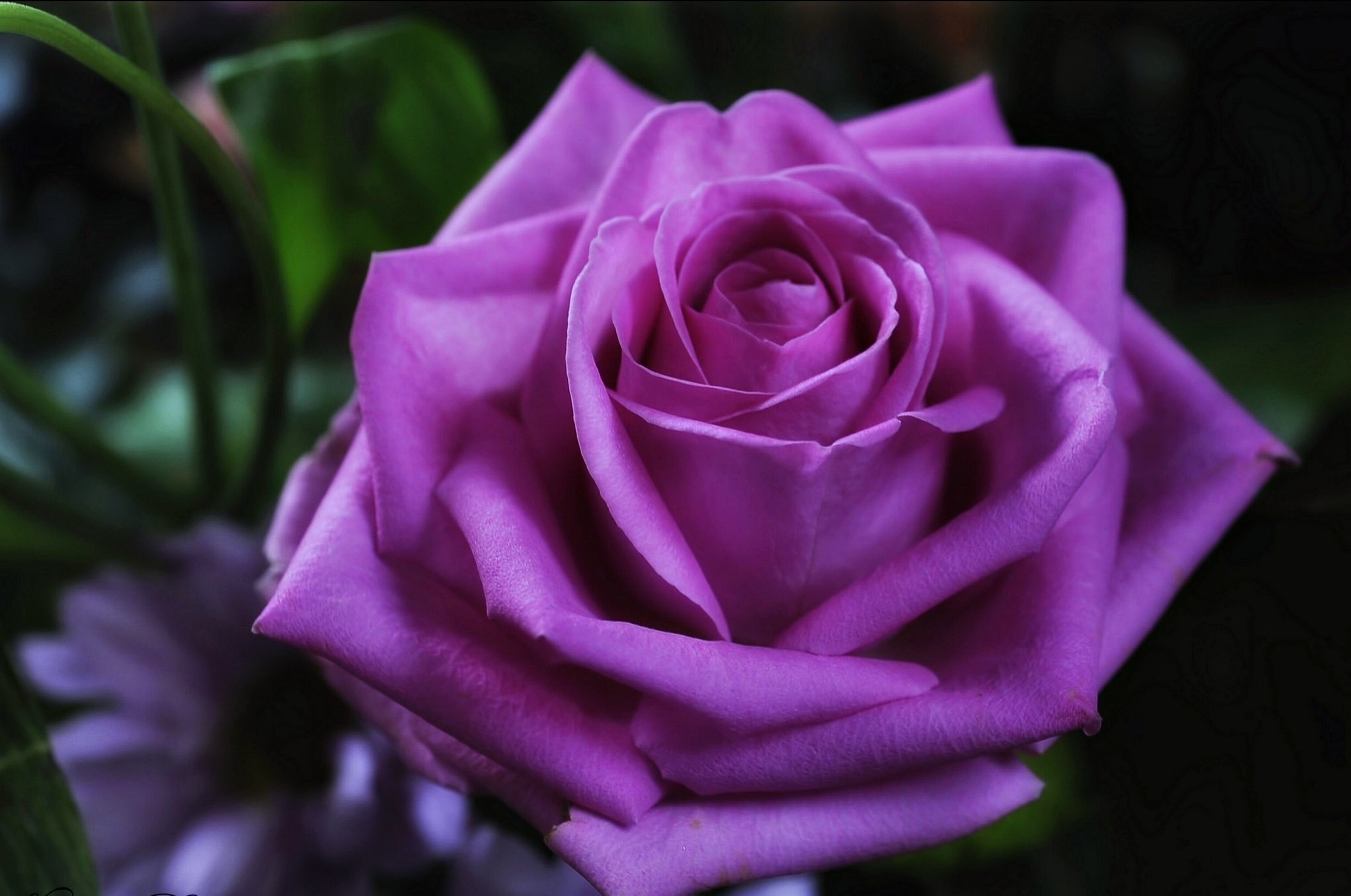 emotions,  , Flowers,  , For,  , Life,  , Love,  , Purple,  , Red,  , Romance,  , Rose,  , Spring,  , Violet Wallpaper