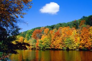 nature, Trees, Orange, Rivers, Autumn