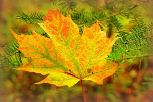 autumn, Closeup, Seasons, Foliage, Maple, Branches, Nature