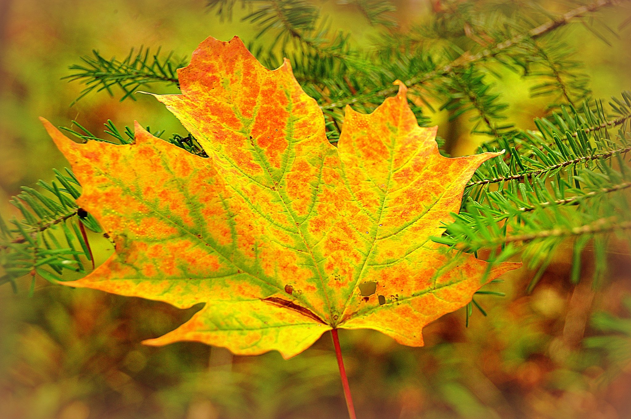 autumn, Closeup, Seasons, Foliage, Maple, Branches, Nature Wallpaper