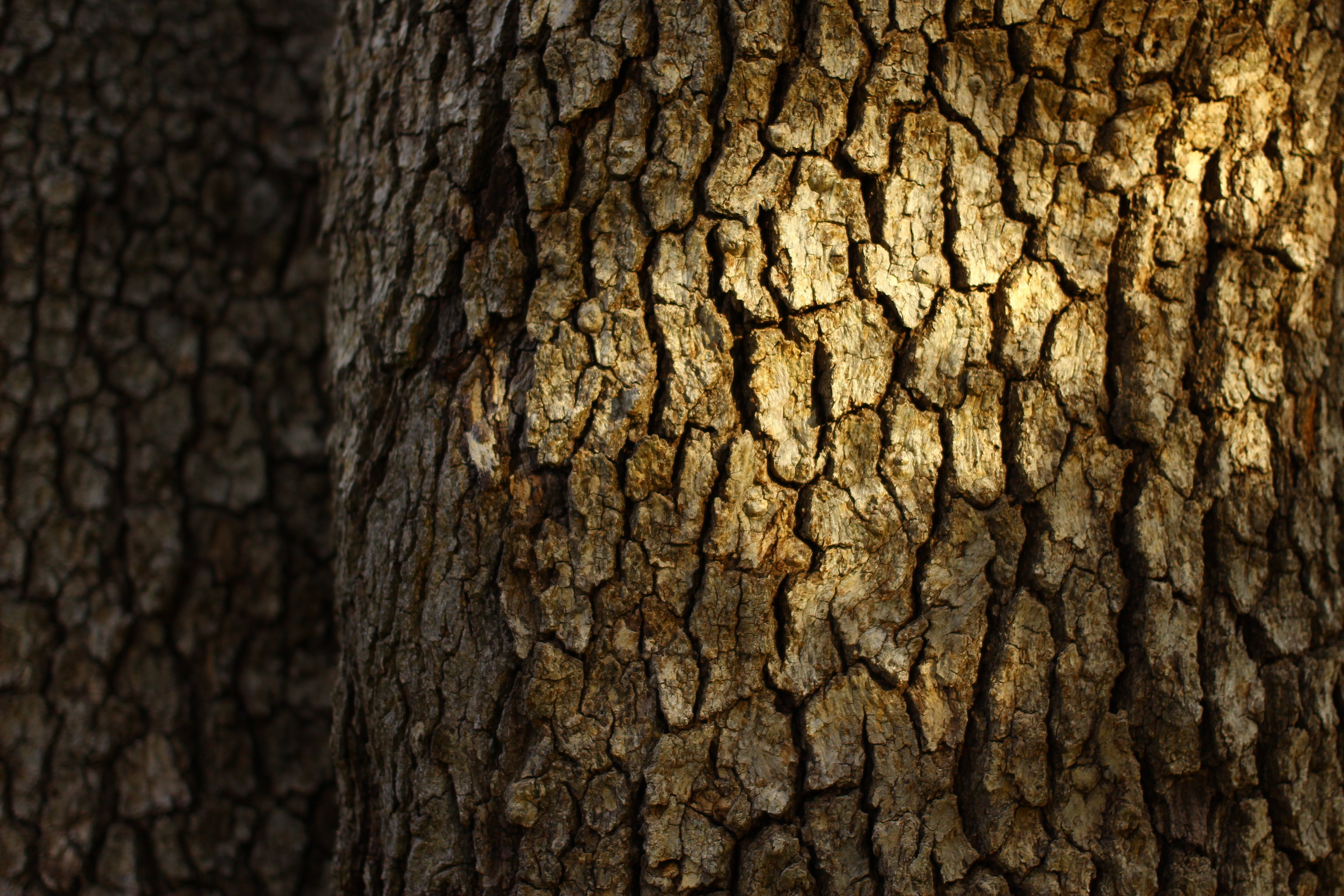 Landscape Bark Tree | Lanscaping 101