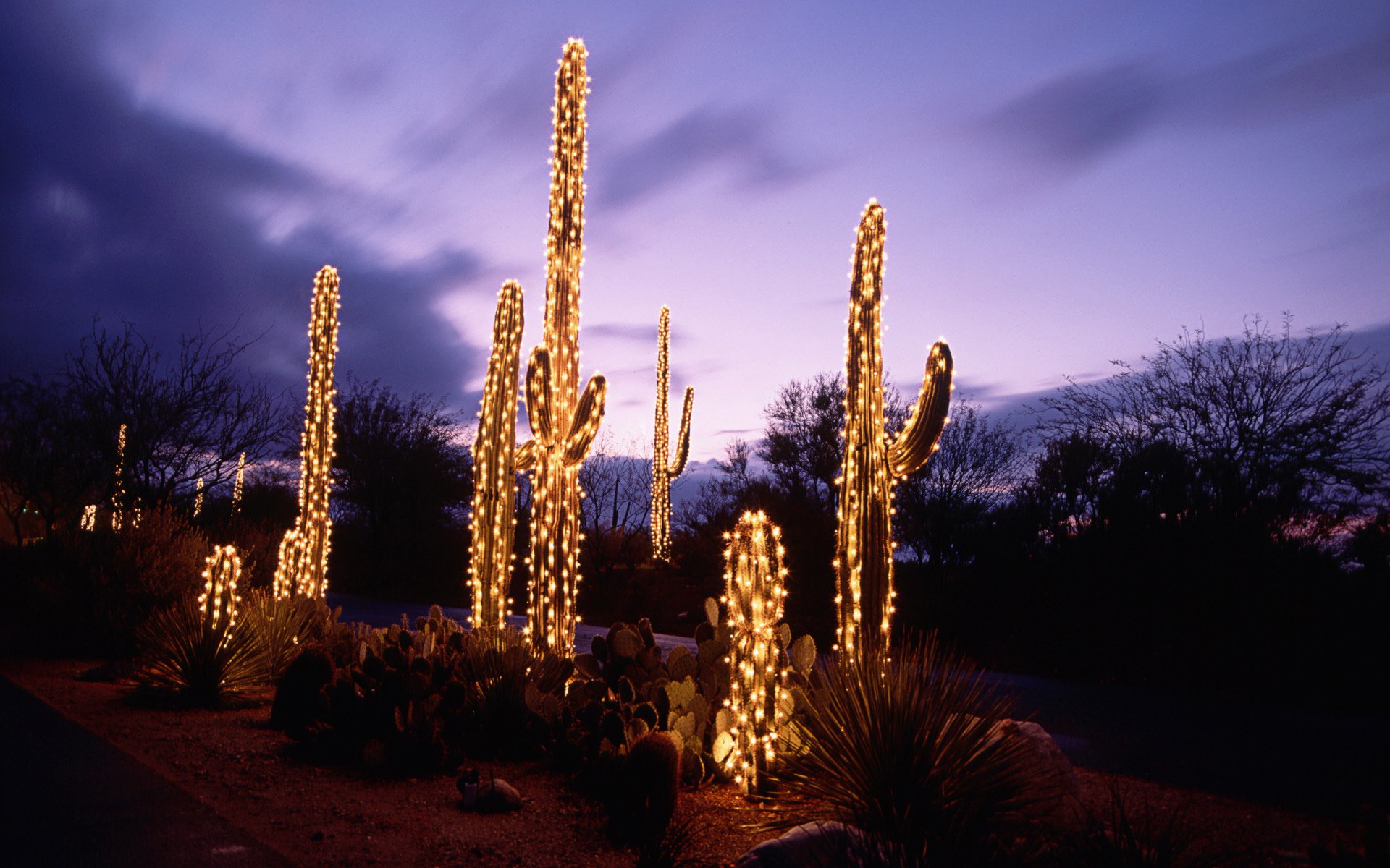 cactus, Desert, Sunset, Evening, Night, Lighting, Lights, Garland, Nature Wallpaper