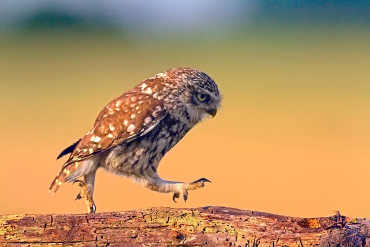 bird, Owl, Walk, Walks, Board, Wood HD Wallpaper Desktop Background