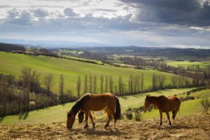 fields, Hills, Derbe, Horse